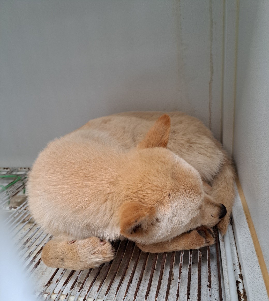 울산유기동물보호센터_431373202300497